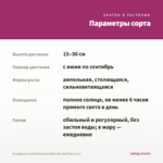 Калибрахоа Cabaret Early Bumble Bee Hot Pink (0,1л) — параметры сорта