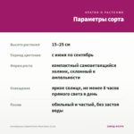 Калибрахоа Cabaret Early Neon Rose (0,1л) — параметры сорта