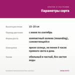 Калибрахоа Cabaret Early Neon Rose (срез/5шт) — параметры сорта