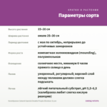Калибрахоа Cabaret Special Double Purple Bicolour (0,1л) — параметры сорта