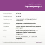 Калибрахоа Cabaret Special Double Purple Bicolour (срез/5шт) — параметры сорта
