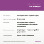 Калибрахоа Cabaret Special Double Purple Bicolour (срез/5шт) — что приедет