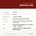 Калибрахоа Cabaret Special Red Velvet (срез/5шт) — параметры сорта