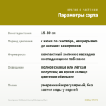Калибрахоа Calibasket Sunny Side (срезы/5шт) — параметры сорта