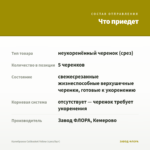 Калибрахоа Calibasket Yellow (срез/5шт) — что приедет