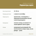 Калибрахоа Caliloco Caramel (0,1л) — параметры сорта