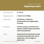 Калибрахоа Caliloco Caramel (срез/5шт) — параметры сорта