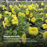 Калибрахоа Caliloco Caramel (срез/5шт) — откуда растение: вертикальная ферма Завода ФЛОРА в Кемерово