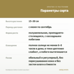 Калибрахоа Caliloco Caramel (срез/5шт) — параметры сорта