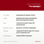 Калибрахоа Caliloco Frankenberry (0,1л) — что приедет