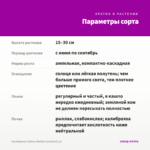 Калибрахоа Caliloco Starfire Fuchsia (0,1л) — параметры сорта