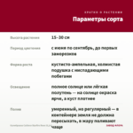 Калибрахоа Caliloco Starfire Rose (0,1л) — параметры сорта