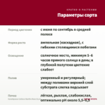 Калибрахоа Caliloco Starfire Rose (0,1л) — параметры сорта