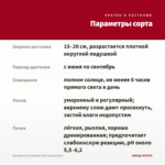 Калибрахоа Calipetite Red (срезы/5шт) — параметры сорта