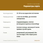 Калибрахоа Calipetite Sunset Orange (0,1л) — параметры сорта