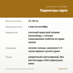 Калибрахоа Calipetite Sunset Orange (срезы/5шт) — параметры сорта