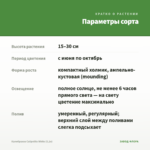 Калибрахоа Calipetite White (0,1л) — параметры сорта