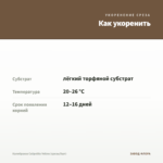 Калибрахоа Calipetite Yellow (срезы/5шт) — как укоренить черенок