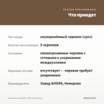 Калибрахоа Calipetite Yellow (срезы/5шт) — что приедет