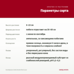 Калибрахоа Calita Double Red (0,1л) — параметры сорта