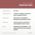 КАЛИБРАХОА CALITA DOUBLE RED VEIN (срез/5шт) — параметры сорта