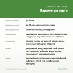 Калибрахоа Calita White (срезы 5 шт) — параметры сорта
