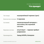 Калибрахоа Calita White (срезы 5 шт) — что приедет