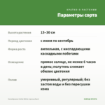 Калибрахоа Calita White (срезы/5шт) — параметры сорта
