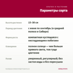 Калибрахоа Calitastic Bright Purple (0,1л) — параметры сорта