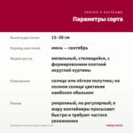 Калибрахоа Calitastic Bright Purple (0,1л) — параметры сорта