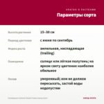 Калибрахоа Calitastic Bright Purple (срезы/5шт) — параметры сорта