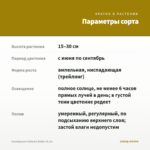 Калибрахоа Calitastic Butter (0,1л) — параметры сорта