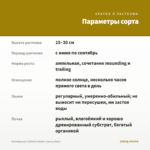 Калибрахоа Calitastic Butter (срезы/5шт) — параметры сорта