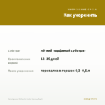 Калибрахоа Calitastic Butter (срезы/5шт) — как укоренить черенок