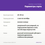 Калибрахоа Calitastic Indigo (0,1л) — параметры сорта