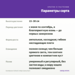 Калибрахоа Calitastic Indigo (срезы/5шт) — параметры сорта