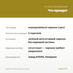 Калибрахоа Calitastic Mango (срезы/5шт) — что приедет