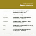 Калибрахоа Calitastic Mango (срезы/5шт) — параметры сорта