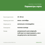 Калибрахоа Calitastic White (0,1л) — параметры сорта