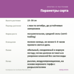 Калибрахоа Can-Can Rosies Pink Vein (0,1л) — параметры сорта