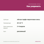 Калибрахоа Can-Can Rosies Rose (срезы 5 шт) — как укоренить черенок