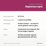 Калибрахоа Can-Can Rosies Rose (срезы/5шт) — параметры сорта