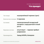 Калибрахоа Can-Can Rosies Rose (срезы/5шт) — что приедет