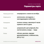 Калибрахоа Can Can Velvet (срезы 5 шт) — параметры сорта