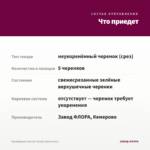 Калибрахоа Can Can Velvet (срезы 5 шт) — что приедет