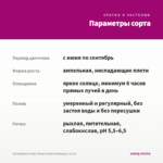 Калибрахоа Candy Shop Double Bubblegum (0,1л) — параметры сорта