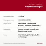 Калибрахоа Candy Shop Double Candy Bouquet (срезы/5шт) — параметры сорта