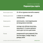 Калибрахоа CANDY SHOP GRAPE SPLASH IMPR (0,1л.) — параметры сорта