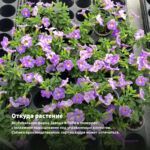 Калибрахоа CANDY SHOP GRAPE SPLASH IMPR (0,1л.) — откуда растение: вертикальная ферма Завода ФЛОРА в Кемерово