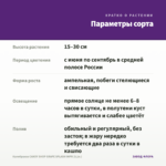 Калибрахоа CANDY SHOP GRAPE SPLASH IMPR (0,1л.) — параметры сорта